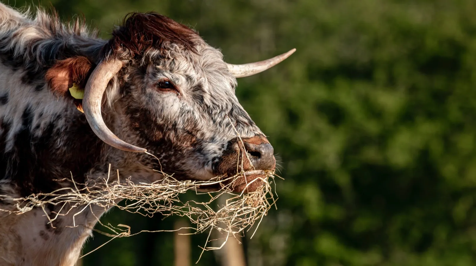 Native breed cattle grazing on the Gilder family farms