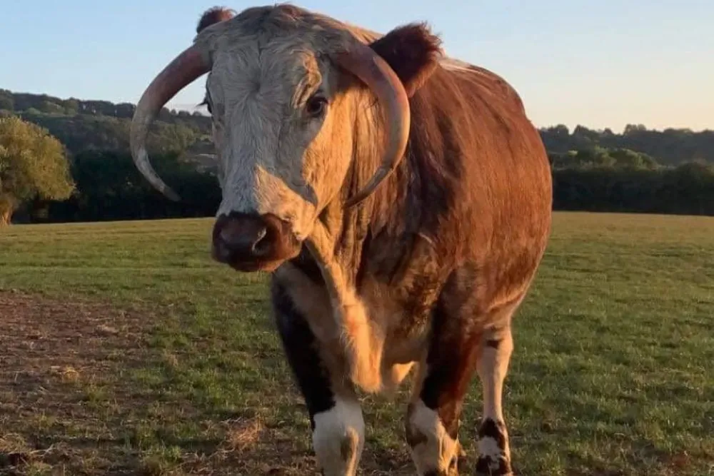 Longhorn cattle at sunset on the farm